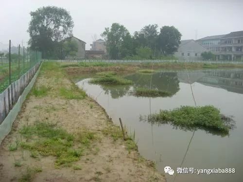 龍蝦養(yǎng)殖技術(shù)服務(wù)亂象 多少人在假借技術(shù)之名行推銷之實(shí)